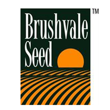 Brushvale Seed